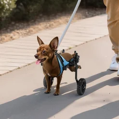 VEVOR Dog Wheelchair for Back Legs, Adjustable 2 Wheels Pet Wheelchair, Lightweight  Dog Cart with Shock-Absorbing Wheels, Mobility Support Wheel Chair for Disabled Injured Dogs up to 22lbs , X-Small