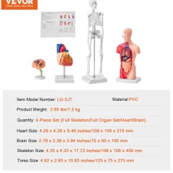 VEVOR Human Anatomy Models Bundle Set, Brain, Human Torso Body, Heart, Skeleton Model Set of 4, Hands-on 3D Model Study Tools Teaching Models for Physiology Students or as Educational Kit for Kids