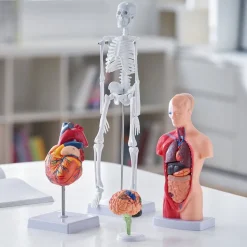 VEVOR Human Anatomy Models Bundle Set, Brain, Human Torso Body, Heart, Skeleton Model Set of 4, Hands-on 3D Model Study Tools Teaching Models for Physiology Students or as Educational Kit for Kids