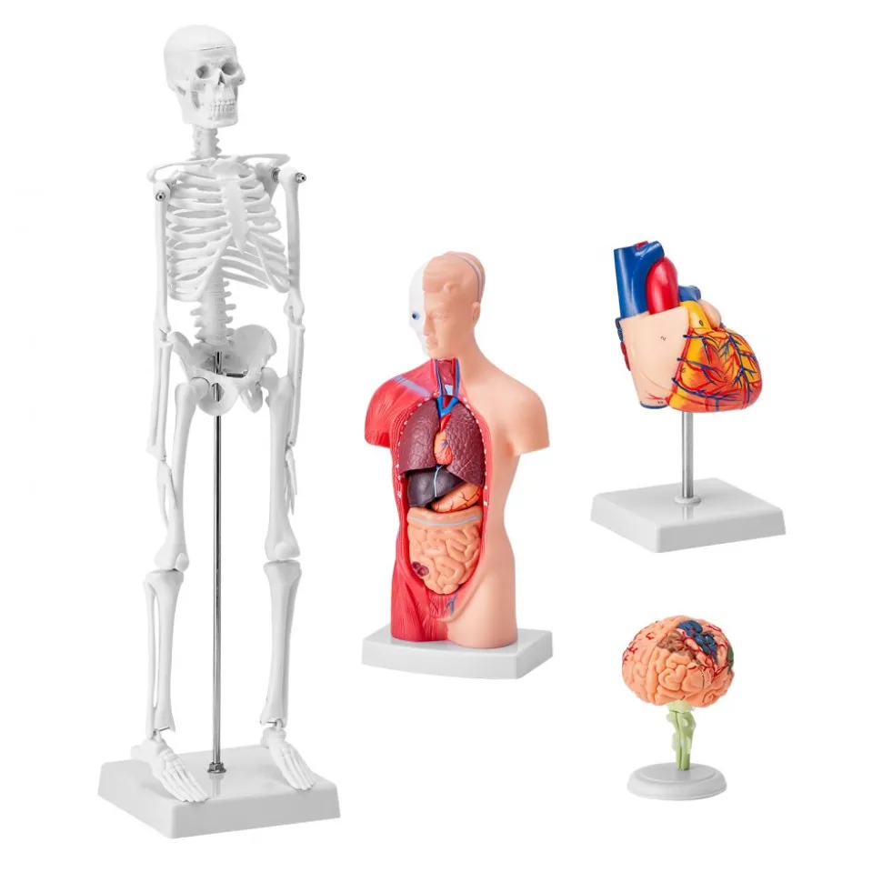 VEVOR Human Anatomy Models Bundle Set, Brain, Human Torso Body, Heart, Skeleton Model Set of 4, Hands-on 3D Model Study Tools Teaching Models for Physiology Students or as Educational Kit for Kids