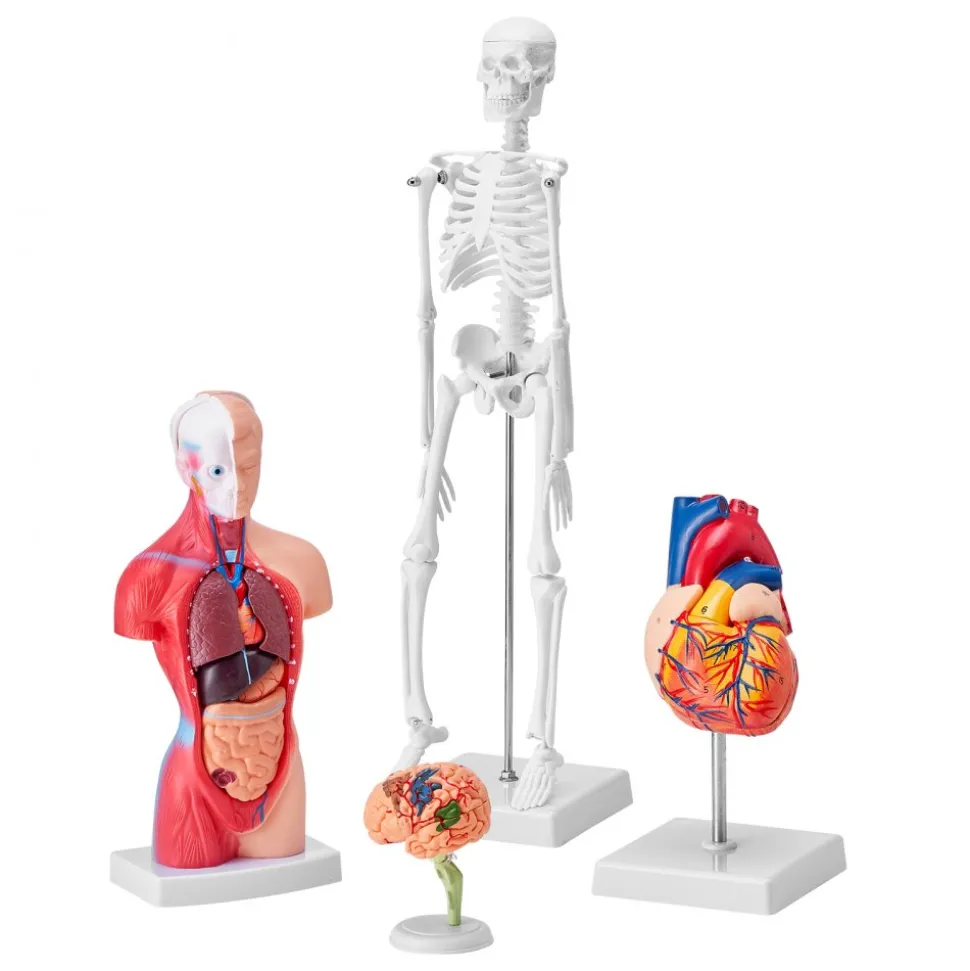 VEVOR Human Anatomy Models Bundle Set, Brain, Human Torso Body, Heart, Skeleton Model Set of 4, Hands-on 3D Model Study Tools Teaching Models for Physiology Students or as Educational Kit for Kids
