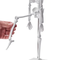 VEVOR Human Anatomy Models Bundle Set, Brain, Human Torso Body, Heart, Skeleton Model Set of 4, Hands-on 3D Model Study Tools Teaching Models for Physiology Students or as Educational Kit for Kids