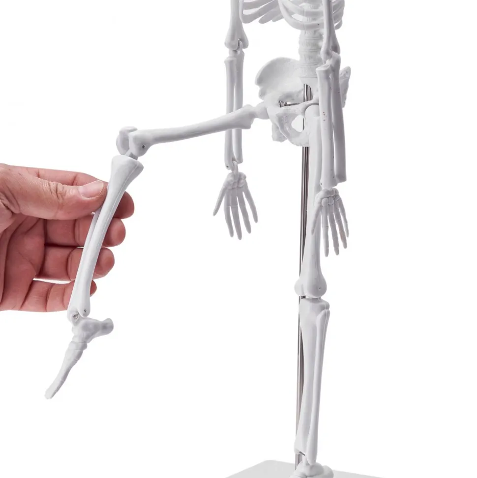 VEVOR Human Anatomy Models Bundle Set, Brain, Human Torso Body, Heart, Skeleton Model Set of 4, Hands-on 3D Model Study Tools Teaching Models for Physiology Students or as Educational Kit for Kids