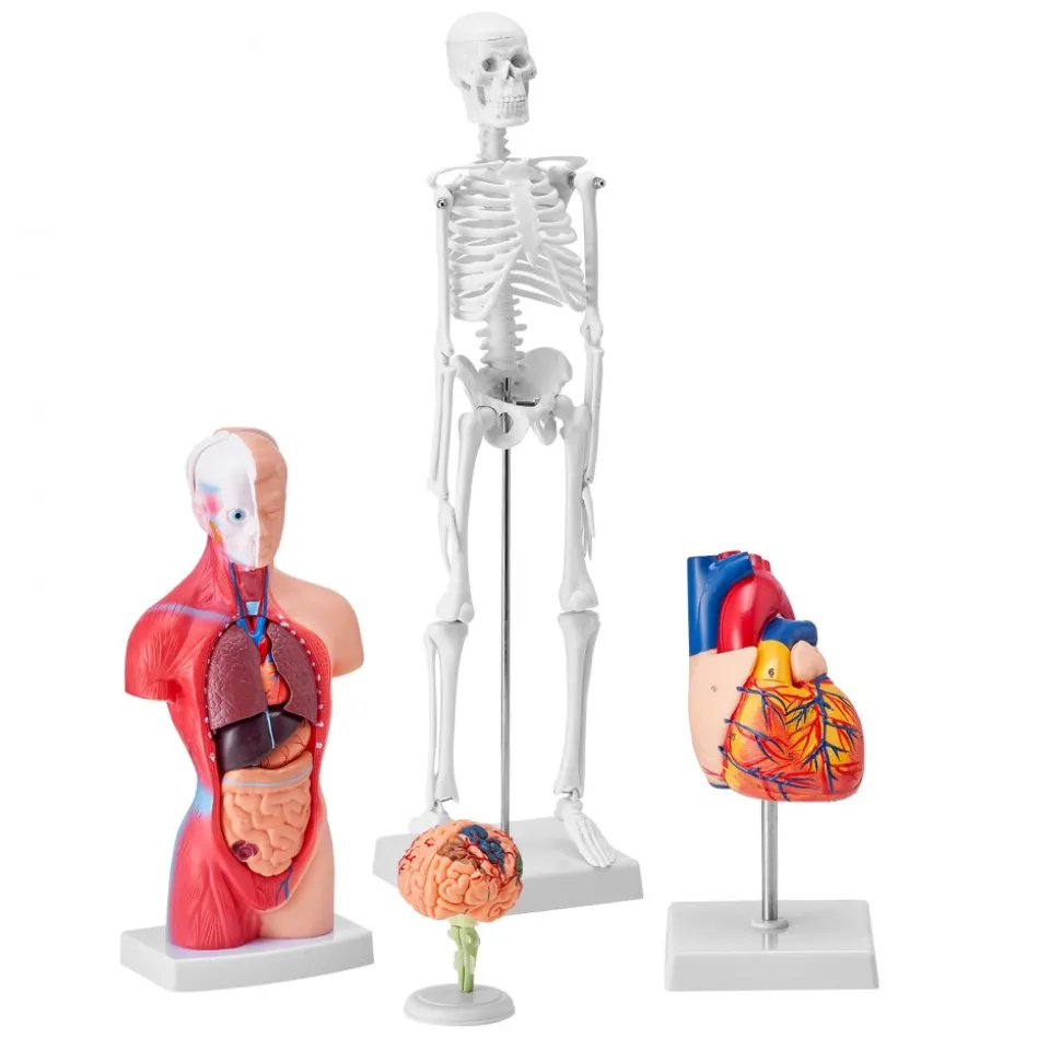 VEVOR Human Anatomy Models Bundle Set, Brain, Human Torso Body, Heart, Skeleton Model Set of 4, Hands-on 3D Model Study Tools Teaching Models for Physiology Students or as Educational Kit for Kids