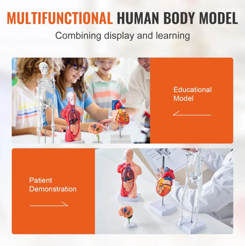 VEVOR Human Anatomy Models Bundle Set, Brain, Human Torso Body, Heart, Skeleton Model Set of 4, Hands-on 3D Model Study Tools Teaching Models for Physiology Students or as Educational Kit for Kids