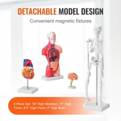 VEVOR Human Anatomy Models Bundle Set, Brain, Human Torso Body, Heart, Skeleton Model Set of 4, Hands-on 3D Model Study Tools Teaching Models for Physiology Students or as Educational Kit for Kids