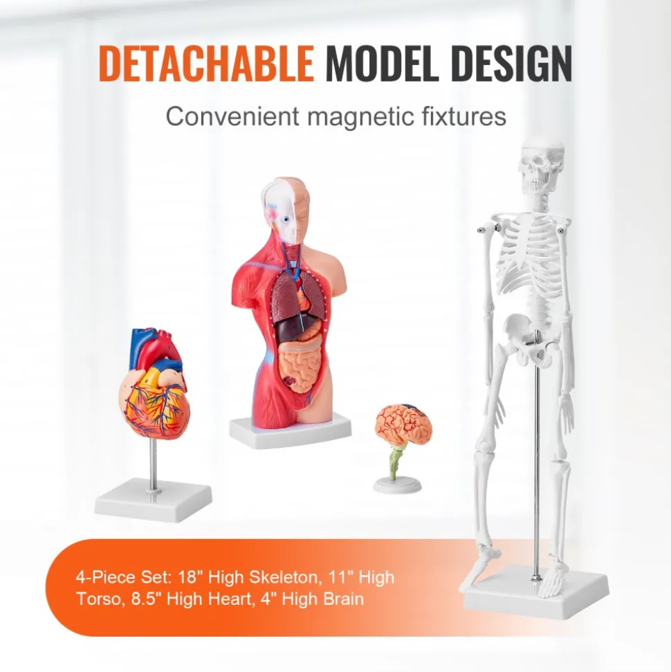 VEVOR Human Anatomy Models Bundle Set, Brain, Human Torso Body, Heart, Skeleton Model Set of 4, Hands-on 3D Model Study Tools Teaching Models for Physiology Students or as Educational Kit for Kids