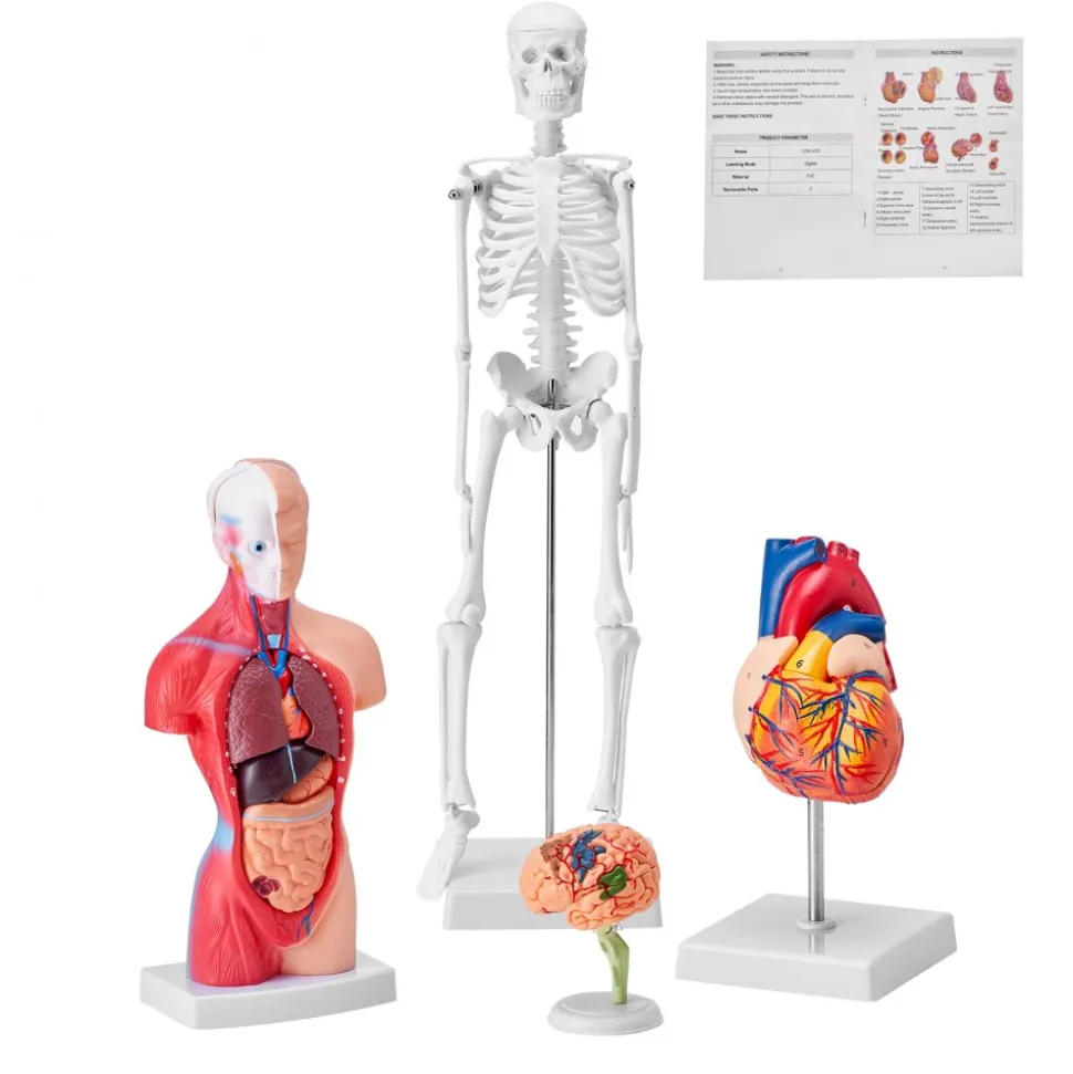 VEVOR Human Anatomy Models Bundle Set, Brain, Human Torso Body, Heart, Skeleton Model Set of 4, Hands-on 3D Model Study Tools Teaching Models for Physiology Students or as Educational Kit for Kids