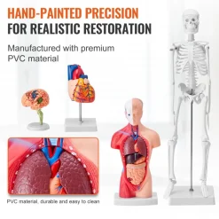 VEVOR Human Anatomy Models Bundle Set, Brain, Human Torso Body, Heart, Skeleton Model Set of 4, Hands-on 3D Model Study Tools Teaching Models for Physiology Students or as Educational Kit for Kids