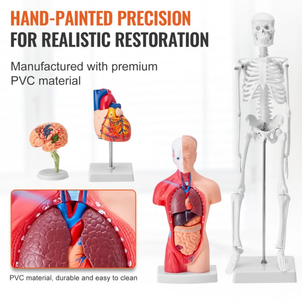 VEVOR Human Anatomy Models Bundle Set, Brain, Human Torso Body, Heart, Skeleton Model Set of 4, Hands-on 3D Model Study Tools Teaching Models for Physiology Students or as Educational Kit for Kids
