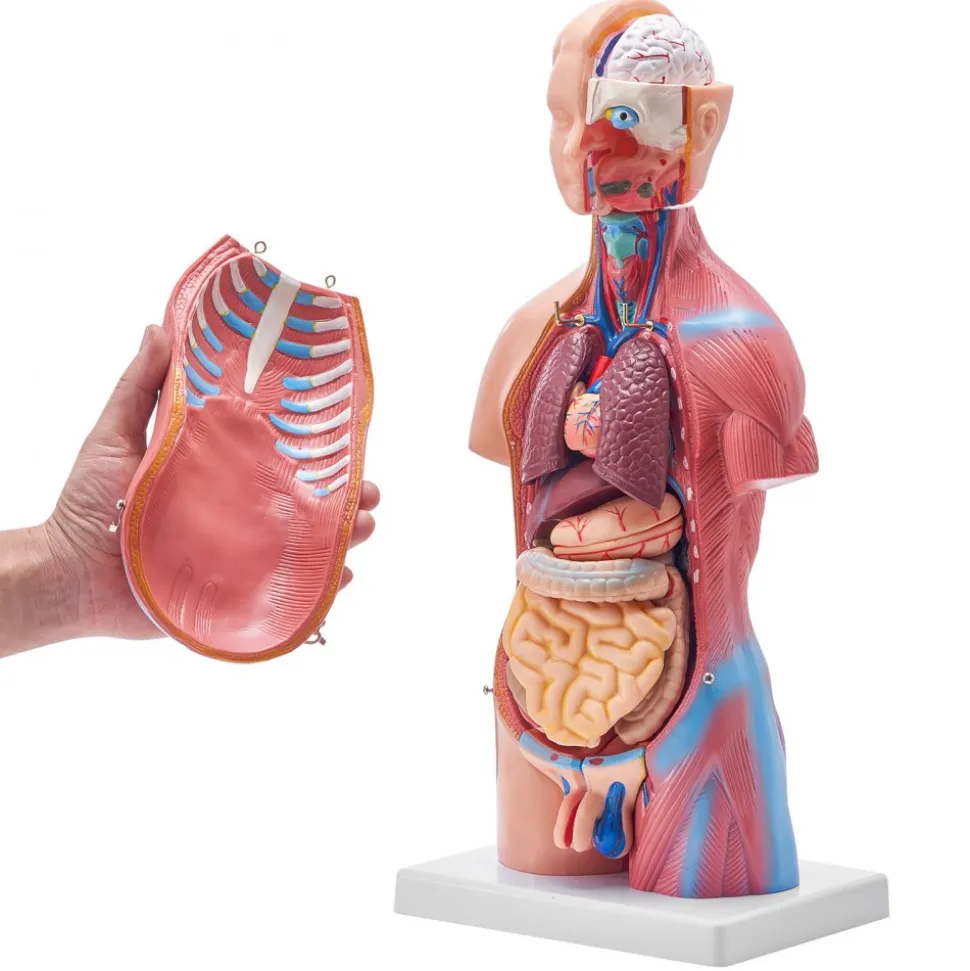 VEVOR Human Body Model, 23 Parts 18 inch, Human Torso Anatomy Model Unisex Anatomical Skeleton Model with Removable Organs, Educational Teaching Tool for Students Science Learning Education Display
