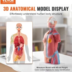 VEVOR Human Body Model, 23 Parts 18 inch, Human Torso Anatomy Model Unisex Anatomical Skeleton Model with Removable Organs, Educational Teaching Tool for Students Science Learning Education Display