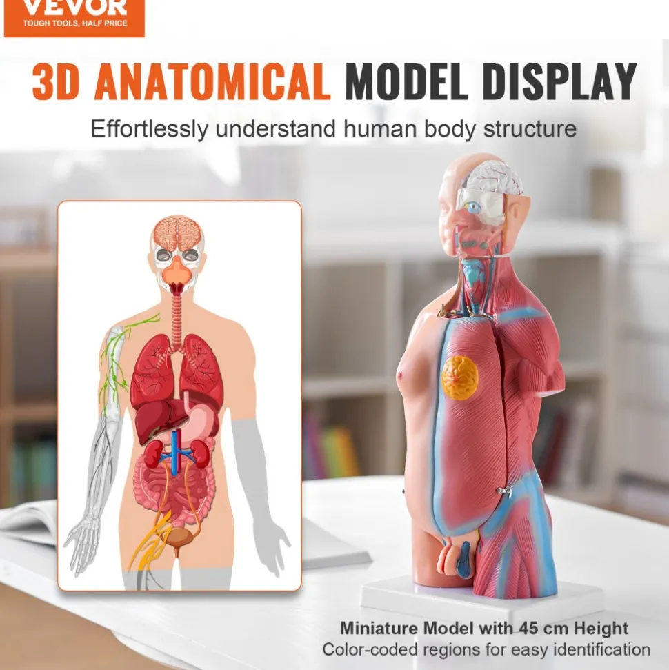 VEVOR Human Body Model, 23 Parts 18 inch, Human Torso Anatomy Model Unisex Anatomical Skeleton Model with Removable Organs, Educational Teaching Tool for Students Science Learning Education Display
