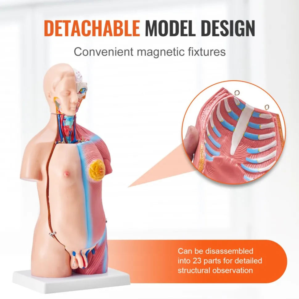 VEVOR Human Body Model, 23 Parts 18 inch, Human Torso Anatomy Model Unisex Anatomical Skeleton Model with Removable Organs, Educational Teaching Tool for Students Science Learning Education Display