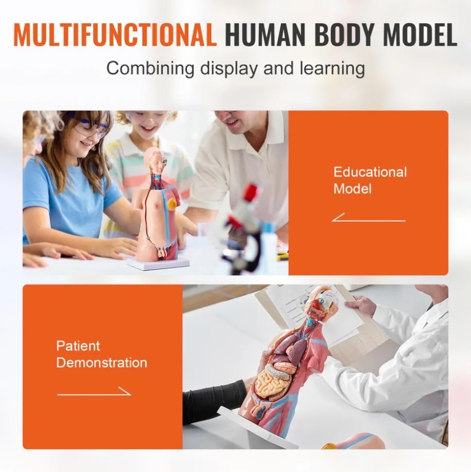 VEVOR Human Body Model, 23 Parts 18 inch, Human Torso Anatomy Model Unisex Anatomical Skeleton Model with Removable Organs, Educational Teaching Tool for Students Science Learning Education Display