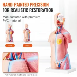 VEVOR Human Body Model, 23 Parts 18 inch, Human Torso Anatomy Model Unisex Anatomical Skeleton Model with Removable Organs, Educational Teaching Tool for Students Science Learning Education Display