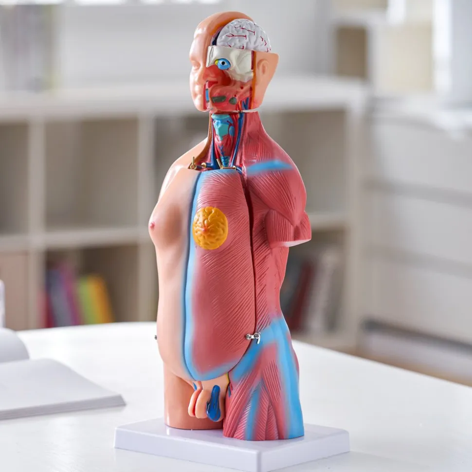 VEVOR Human Body Model, 23 Parts 18 inch, Human Torso Anatomy Model Unisex Anatomical Skeleton Model with Removable Organs, Educational Teaching Tool for Students Science Learning Education Display