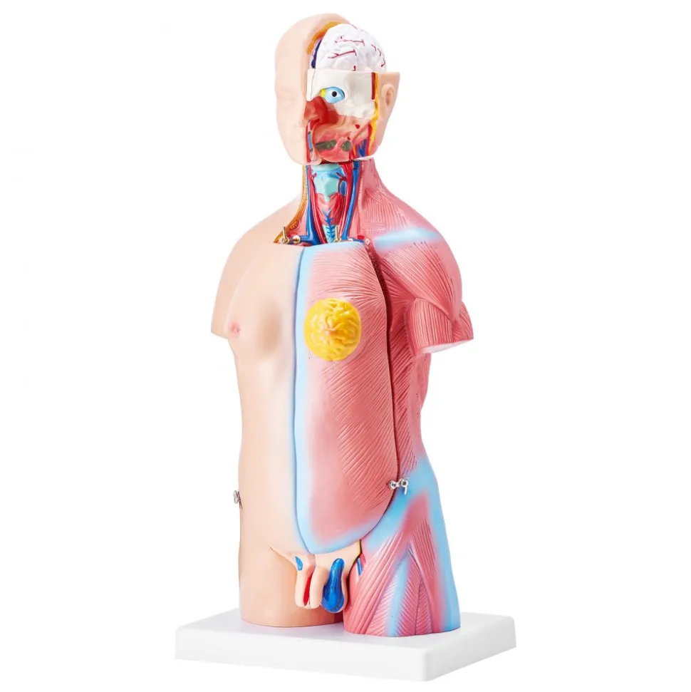 VEVOR Human Body Model, 23 Parts 18 inch, Human Torso Anatomy Model Unisex Anatomical Skeleton Model with Removable Organs, Educational Teaching Tool for Students Science Learning Education Display
