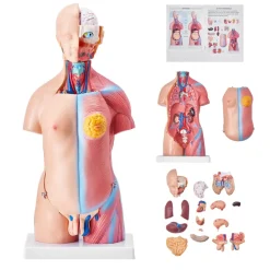 VEVOR Human Body Model, 23 Parts 18 inch, Human Torso Anatomy Model Unisex Anatomical Skeleton Model with Removable Organs, Educational Teaching Tool for Students Science Learning Education Display