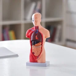 VEVOR Human Body Model, 15 Parts 11 inch, Human Torso Anatomy Model Anatomical Skeleton Model with Removable Organs, Educational Teaching Tool for Students Science Learning School Education Display