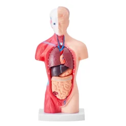 VEVOR Human Body Model, 15 Parts 11 inch, Human Torso Anatomy Model Anatomical Skeleton Model with Removable Organs, Educational Teaching Tool for Students Science Learning School Education Display