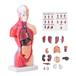VEVOR Human Body Model, 15 Parts 11 inch, Human Torso Anatomy Model Anatomical Skeleton Model with Removable Organs, Educational Teaching Tool for Students Science Learning School Education Display