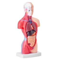 VEVOR Human Body Model, 15 Parts 11 inch, Human Torso Anatomy Model Anatomical Skeleton Model with Removable Organs, Educational Teaching Tool for Students Science Learning School Education Display