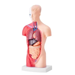 VEVOR Human Body Model, 15 Parts 11 inch, Human Torso Anatomy Model Anatomical Skeleton Model with Removable Organs, Educational Teaching Tool for Students Science Learning School Education Display