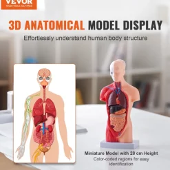 VEVOR Human Body Model, 15 Parts 11 inch, Human Torso Anatomy Model Anatomical Skeleton Model with Removable Organs, Educational Teaching Tool for Students Science Learning School Education Display