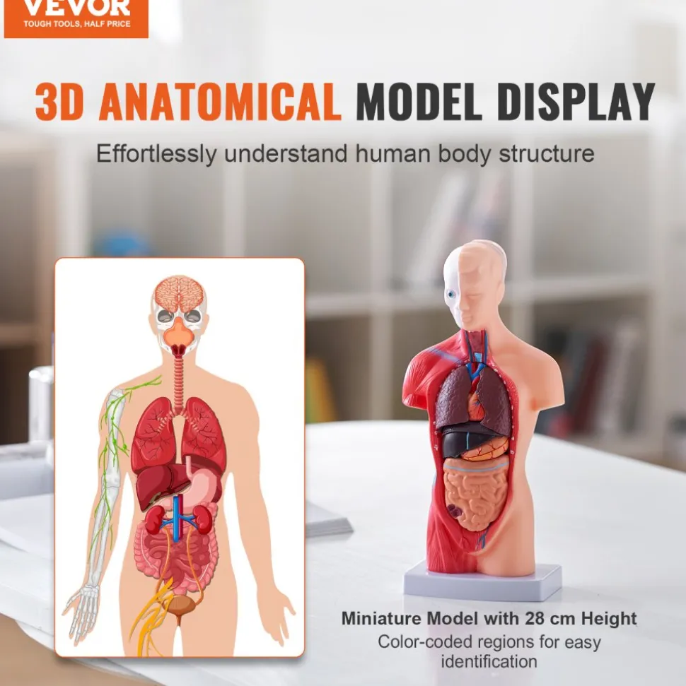 VEVOR Human Body Model, 15 Parts 11 inch, Human Torso Anatomy Model Anatomical Skeleton Model with Removable Organs, Educational Teaching Tool for Students Science Learning School Education Display
