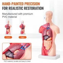 VEVOR Human Body Model, 15 Parts 11 inch, Human Torso Anatomy Model Anatomical Skeleton Model with Removable Organs, Educational Teaching Tool for Students Science Learning School Education Display