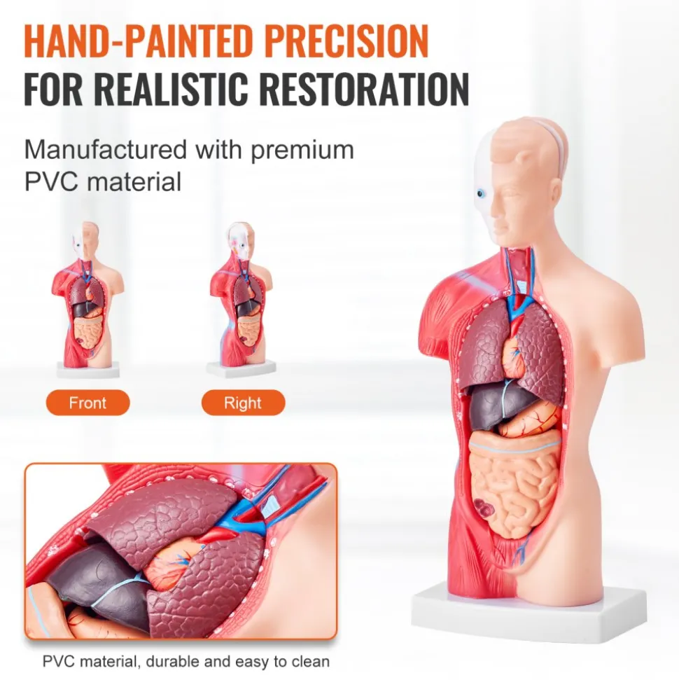 VEVOR Human Body Model, 15 Parts 11 inch, Human Torso Anatomy Model Anatomical Skeleton Model with Removable Organs, Educational Teaching Tool for Students Science Learning School Education Display