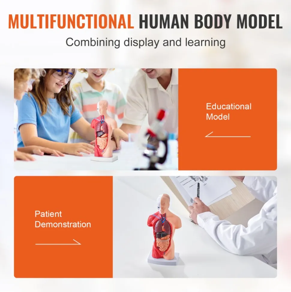 VEVOR Human Body Model, 15 Parts 11 inch, Human Torso Anatomy Model Anatomical Skeleton Model with Removable Organs, Educational Teaching Tool for Students Science Learning School Education Display