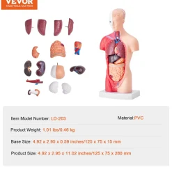 VEVOR Human Body Model, 15 Parts 11 inch, Human Torso Anatomy Model Anatomical Skeleton Model with Removable Organs, Educational Teaching Tool for Students Science Learning School Education Display