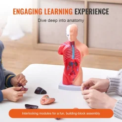 VEVOR Human Body Model, 15 Parts 11 inch, Human Torso Anatomy Model Anatomical Skeleton Model with Removable Organs, Educational Teaching Tool for Students Science Learning School Education Display