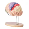 VEVOR Human Brain Model Anatomy, 2X Life-Size 4-Part Human Brain Anatomical Model with Labels & Display Base, Color-Coded Detachable Brain Model for Science Research Teaching Learning Study Display
