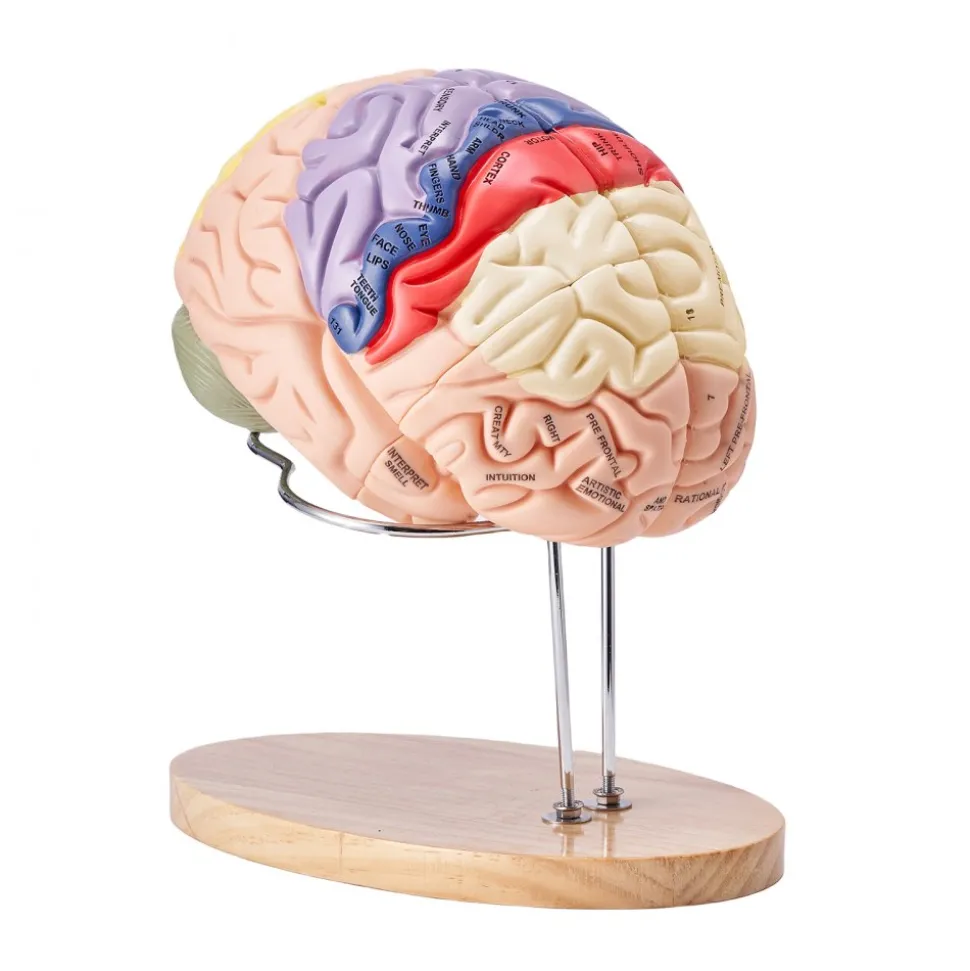 VEVOR Human Brain Model Anatomy, 2X Life-Size 4-Part Human Brain Anatomical Model with Labels & Display Base, Color-Coded Detachable Brain Model for Science Research Teaching Learning Study Display