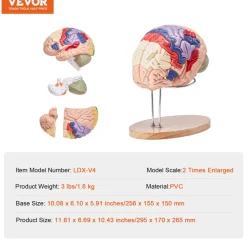 VEVOR Human Brain Model Anatomy, 2X Life-Size 4-Part Human Brain Anatomical Model with Labels & Display Base, Color-Coded Detachable Brain Model for Science Research Teaching Learning Study Display