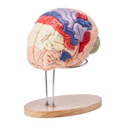 VEVOR Human Brain Model Anatomy, 2X Life-Size 4-Part Human Brain Anatomical Model with Labels & Display Base, Color-Coded Detachable Brain Model for Science Research Teaching Learning Study Display