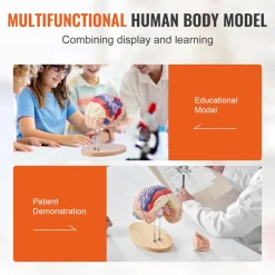VEVOR Human Brain Model Anatomy, 2X Life-Size 4-Part Human Brain Anatomical Model with Labels & Display Base, Color-Coded Detachable Brain Model for Science Research Teaching Learning Study Display