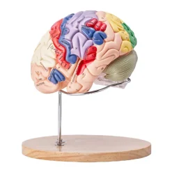 VEVOR Human Brain Model Anatomy, 2X Life-Size 4-Part Human Brain Anatomical Model with Labels & Display Base, Color-Coded Detachable Brain Model for Science Research Teaching Learning Study Display