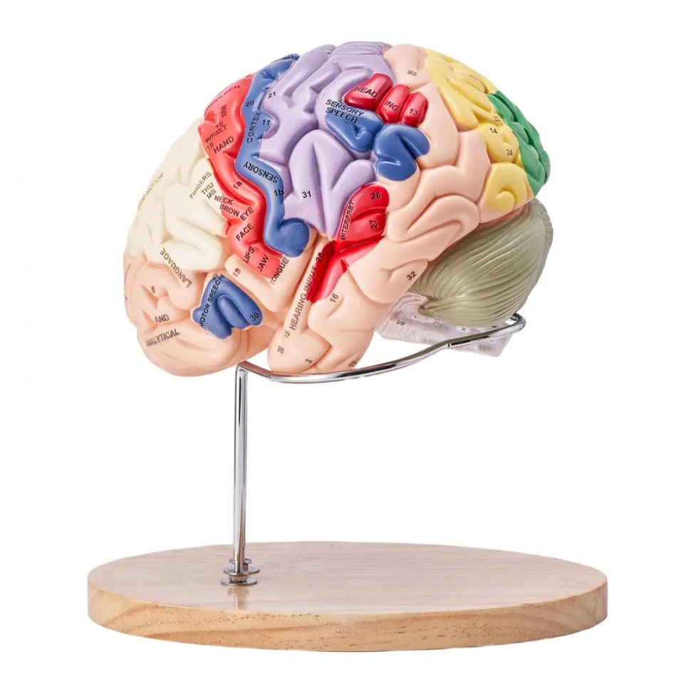 VEVOR Human Brain Model Anatomy, 2X Life-Size 4-Part Human Brain Anatomical Model with Labels & Display Base, Color-Coded Detachable Brain Model for Science Research Teaching Learning Study Display
