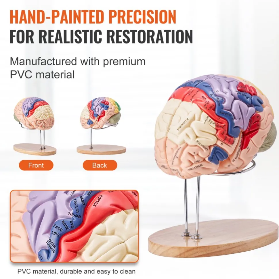 VEVOR Human Brain Model Anatomy, 2X Life-Size 4-Part Human Brain Anatomical Model with Labels & Display Base, Color-Coded Detachable Brain Model for Science Research Teaching Learning Study Display