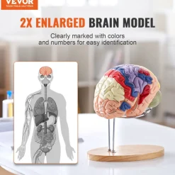 VEVOR Human Brain Model Anatomy, 2X Life-Size 4-Part Human Brain Anatomical Model with Labels & Display Base, Color-Coded Detachable Brain Model for Science Research Teaching Learning Study Display