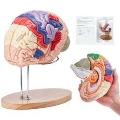 VEVOR Human Brain Model Anatomy, 2X Life-Size 4-Part Human Brain Anatomical Model with Labels & Display Base, Color-Coded Detachable Brain Model for Science Research Teaching Learning Study Display