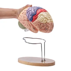 VEVOR Human Brain Model Anatomy, 2X Life-Size 4-Part Human Brain Anatomical Model with Labels & Display Base, Color-Coded Detachable Brain Model for Science Research Teaching Learning Study Display