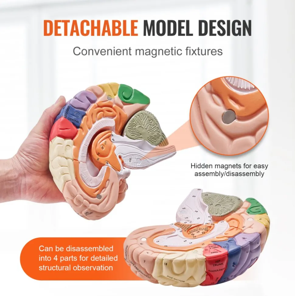 VEVOR Human Brain Model Anatomy, 2X Life-Size 4-Part Human Brain Anatomical Model with Labels & Display Base, Color-Coded Detachable Brain Model for Science Research Teaching Learning Study Display