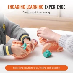 VEVOR Human Brain Model Anatomy, 1:1 Life-Size 9-Part Human Brain Anatomical Model with Labels & Display Base, Detachable Brain Model for Science Research Teaching Learning Classroom Study Display