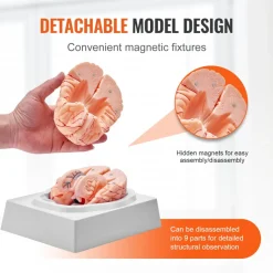 VEVOR Human Brain Model Anatomy, 1:1 Life-Size 9-Part Human Brain Anatomical Model with Labels & Display Base, Detachable Brain Model for Science Research Teaching Learning Classroom Study Display