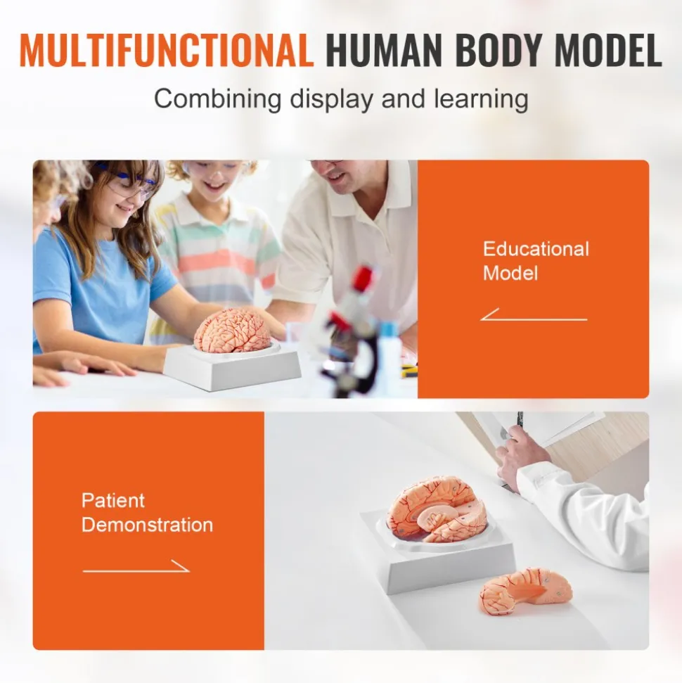 VEVOR Human Brain Model Anatomy, 1:1 Life-Size 9-Part Human Brain Anatomical Model with Labels & Display Base, Detachable Brain Model for Science Research Teaching Learning Classroom Study Display